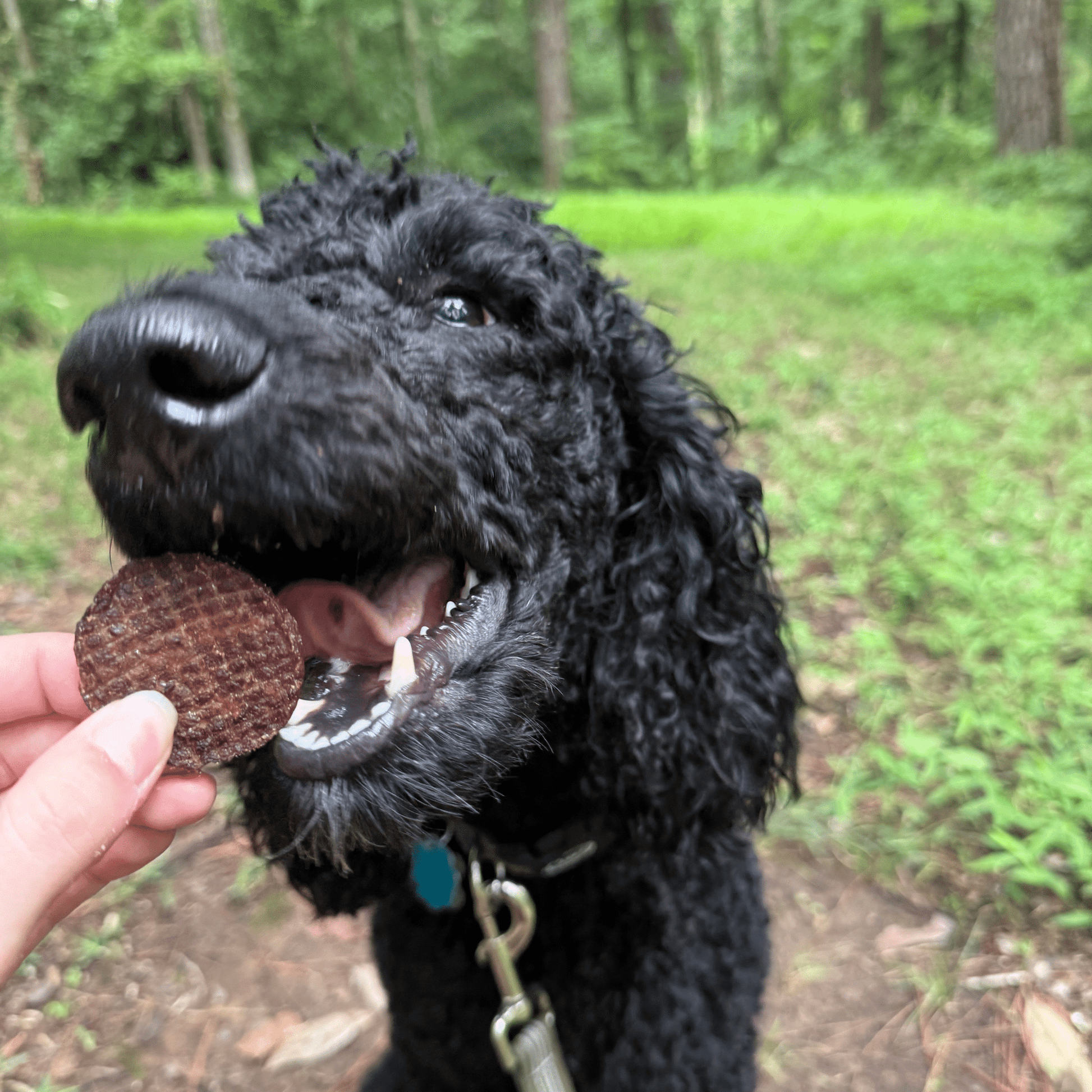 Farm To Pet Beef Chips – Black dog with a Farm to Pet Beef Dog treat