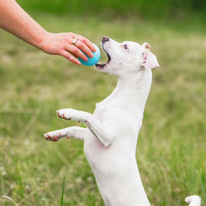 White dog playing with a blue ball held by a person in a grassy field