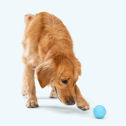 Dog playing with a blue ball on a light gray background