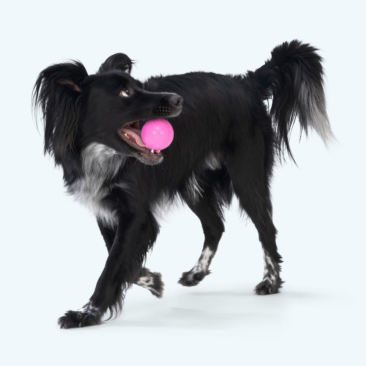 Black dog with a pink ball in its mouth on a white background