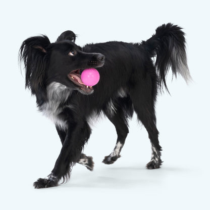 Black dog with a pink ball in its mouth on a white background