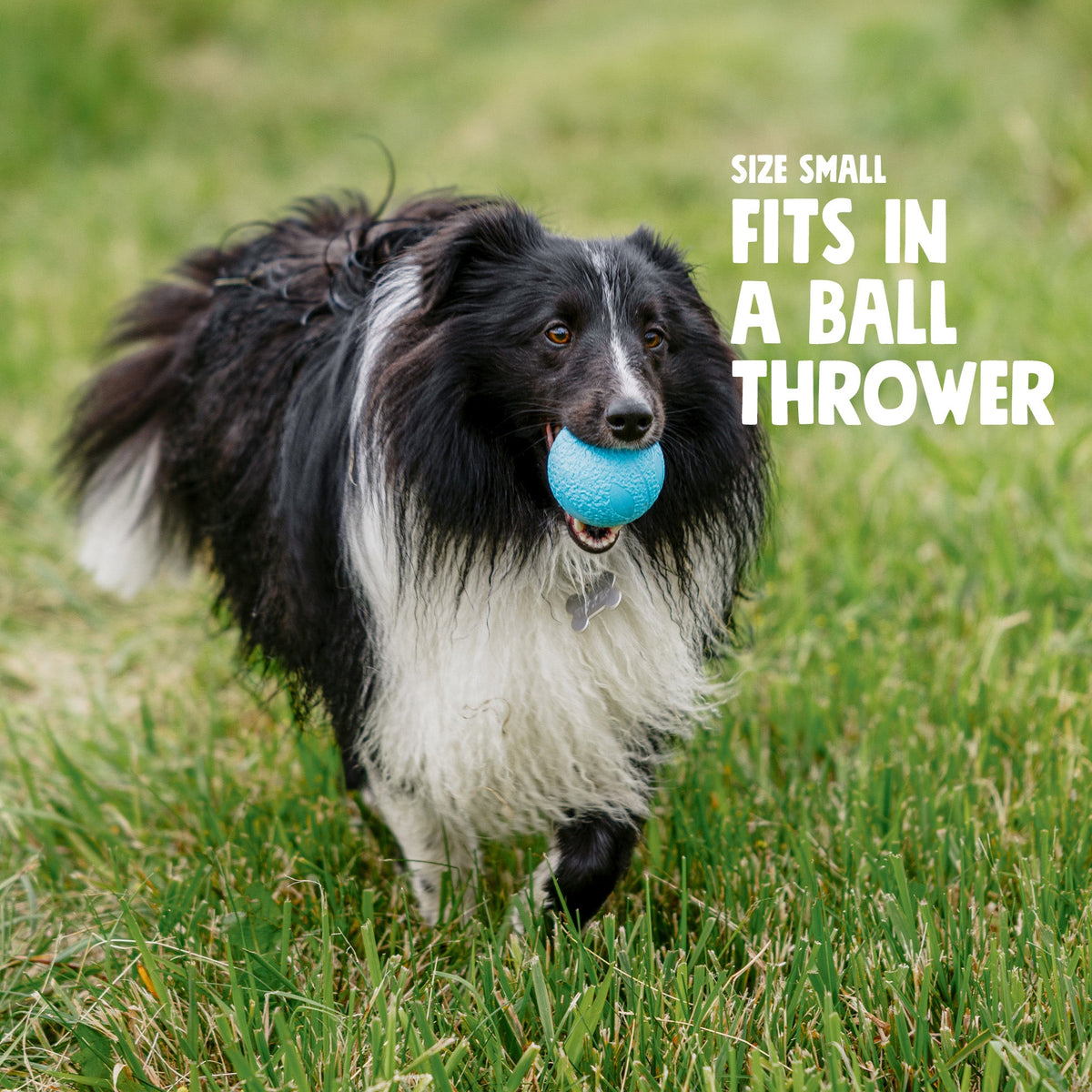 Dog running on grass with a blue ball in its mouth, text 'Size Small Fits in a Ball Thrower' above.