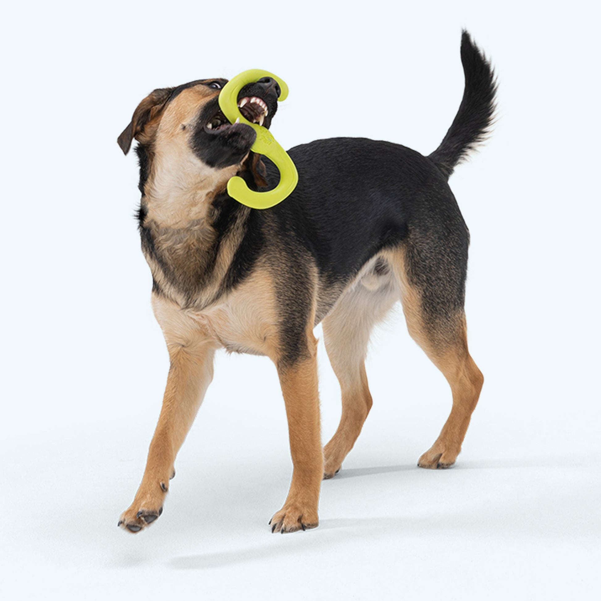 Dog holding a green toy in its mouth on a white background