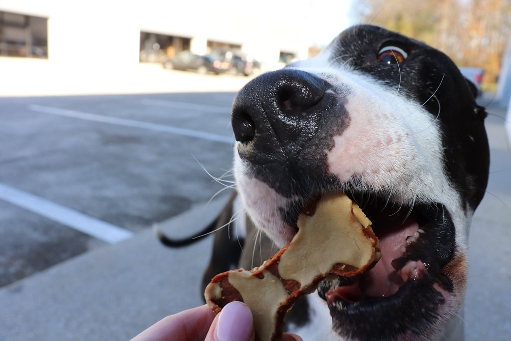 Dog eating a bone-shaped treat in a parking lot