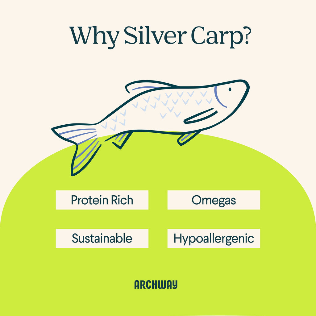Illustration of a silver carp with health benefits listed on a green and beige background, featuring the Archway brand.