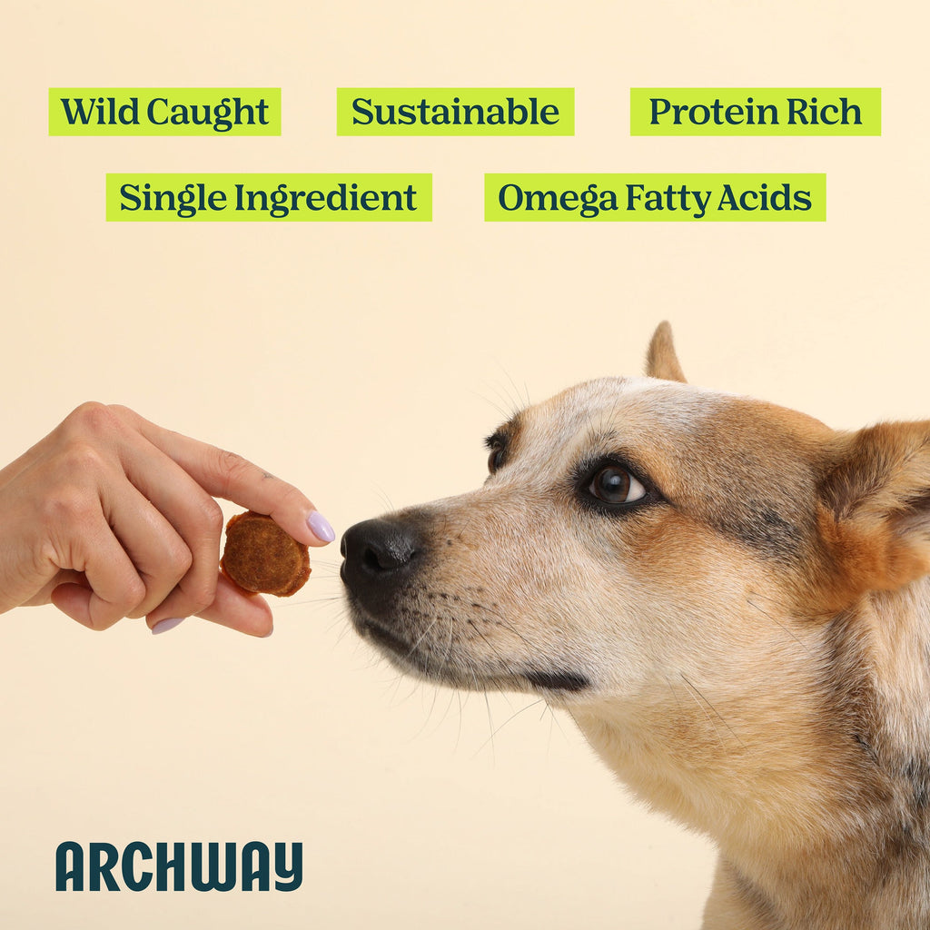 Dog being fed a treat with text highlighting features and 'Archway' branding.