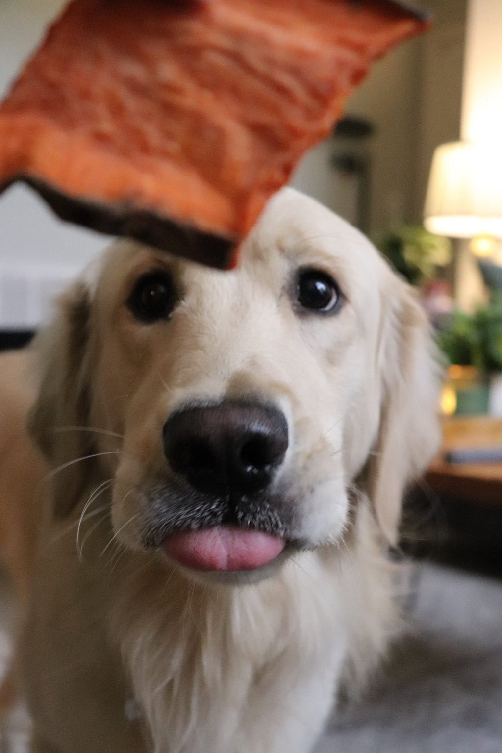 Dog with a red object over its head indoors