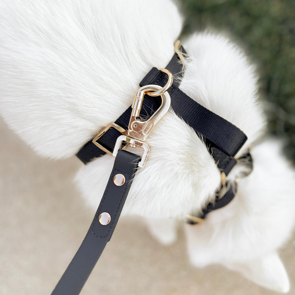 Close-up of a black leather dog harness with gold hardware on a white background
