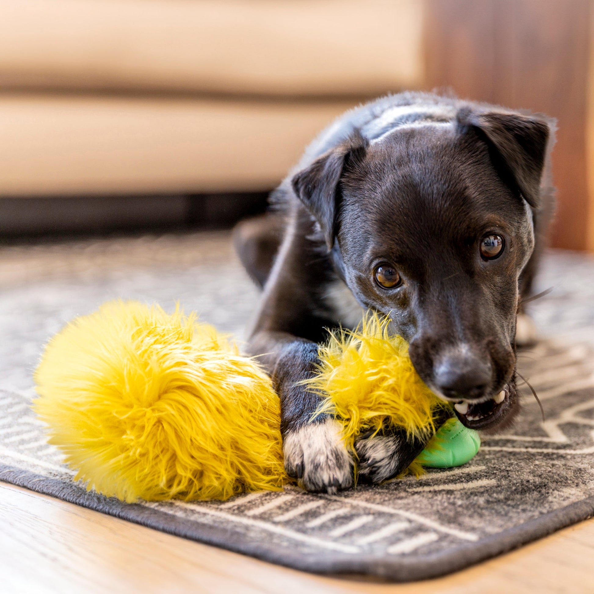 Dog playing with a yellow toy on a rug