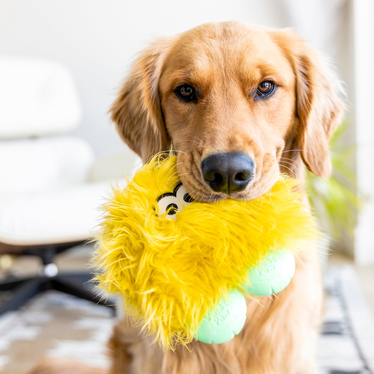 Dog holding a yellow plush toy with a blurred indoor background