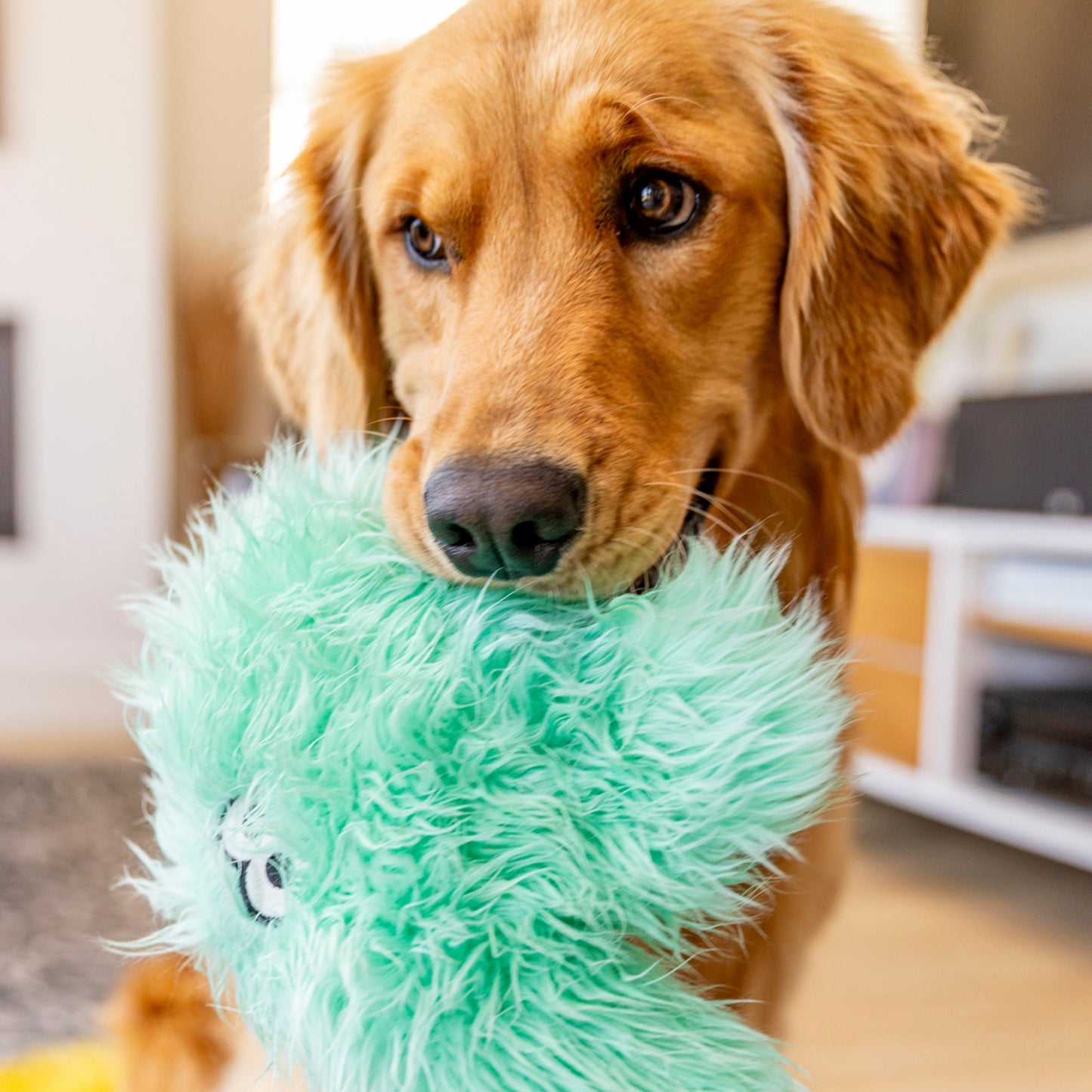 Dog holding a green plush toy in its mouth