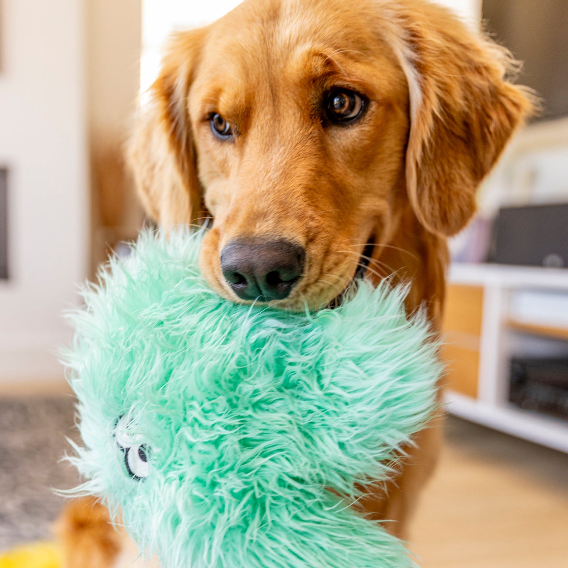 Dog holding a green plush toy in its mouth