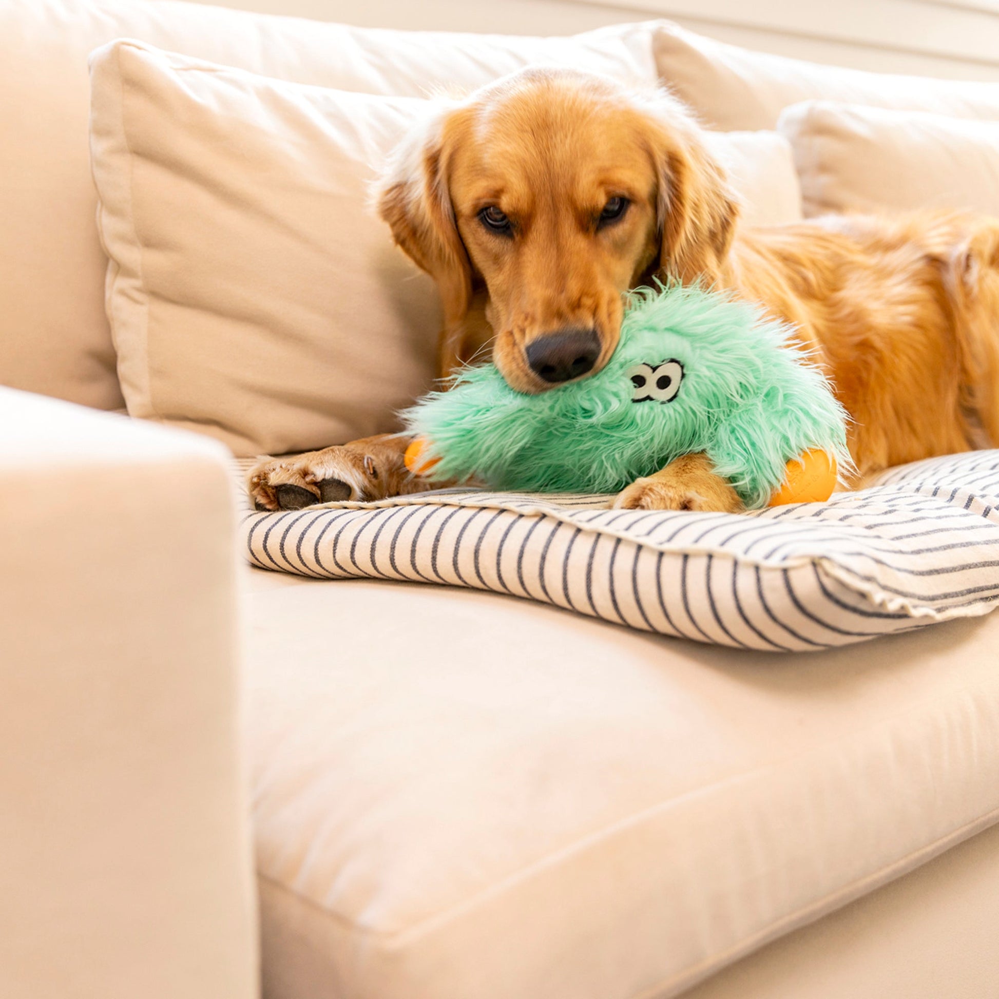 Dog playing with a green plush toy on a couch