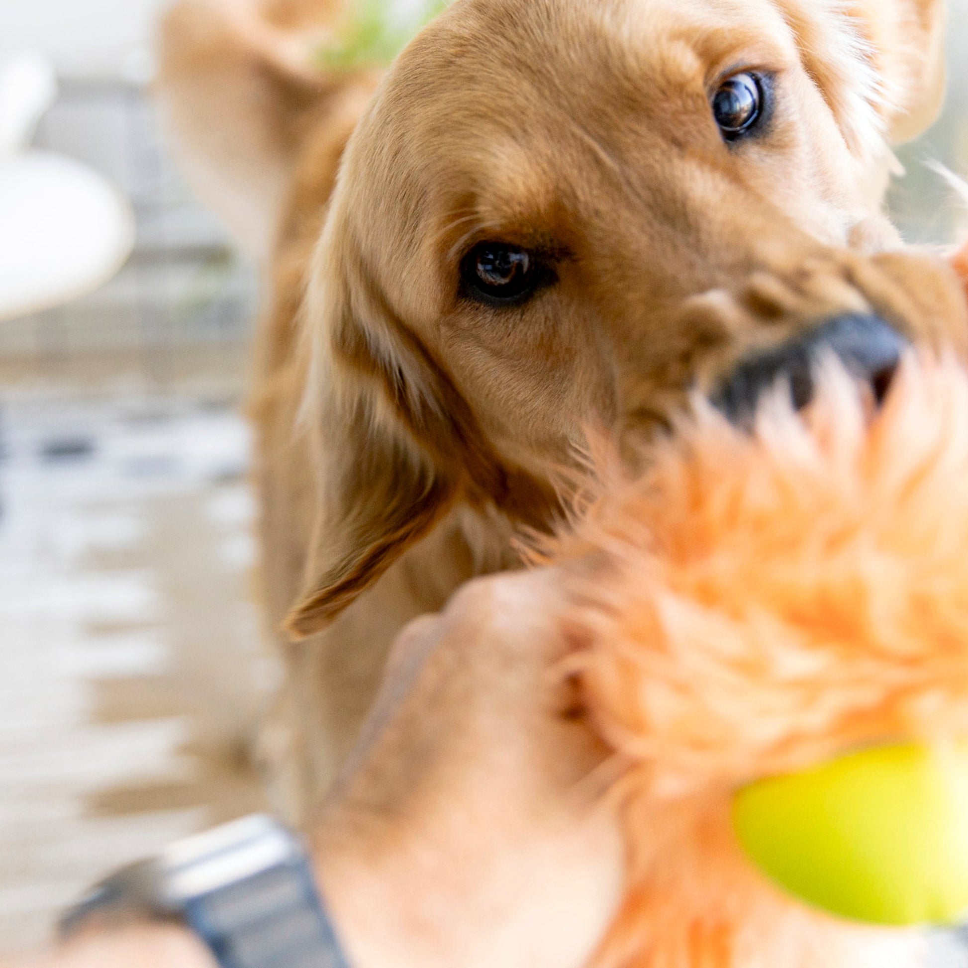 Dog playing with a toy held by a person outdoors