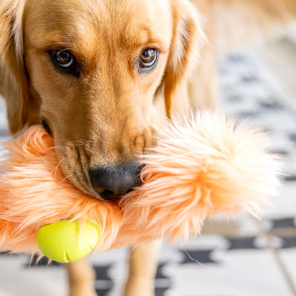 Dog holding a fluffy toy with a tennis ball inside