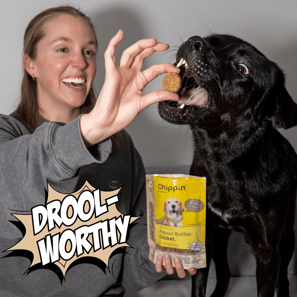 Woman feeding a black dog a treat with a 'Chippin' product in the background, featuring the text 'DROOL-WORTHY'.