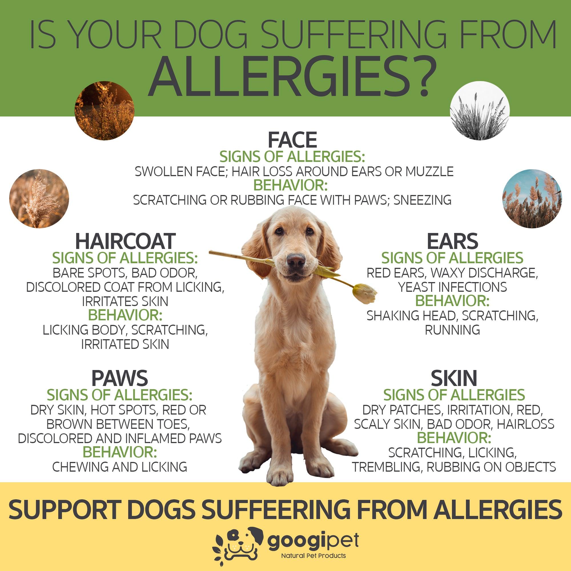 Dog allergy symptoms infographic with a dog holding a flower, featuring Googipet branding.