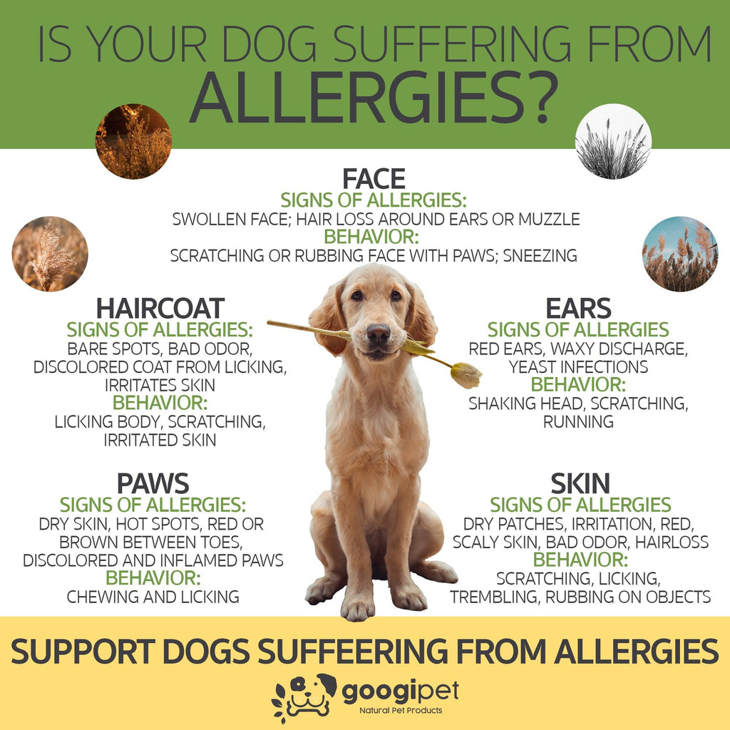 Dog allergy symptoms infographic with a dog holding a flower, featuring Googipet branding.