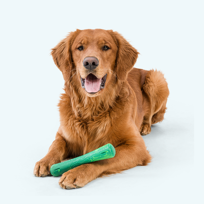 Brown dog holding a green chew toy on a white background