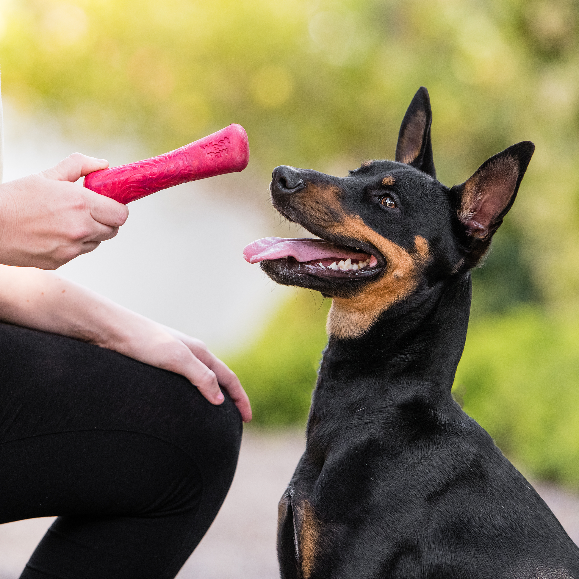 Dog playing with a pink toy held by a person outdoors