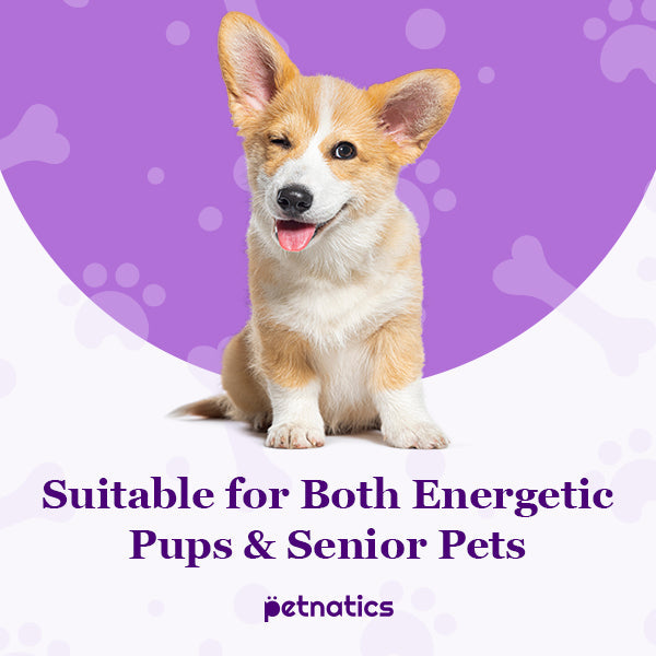 Corgi puppy on a purple and white background with text 'Suitable for Both Energetic Pups & Senior Pets' and 'petnatics'.
