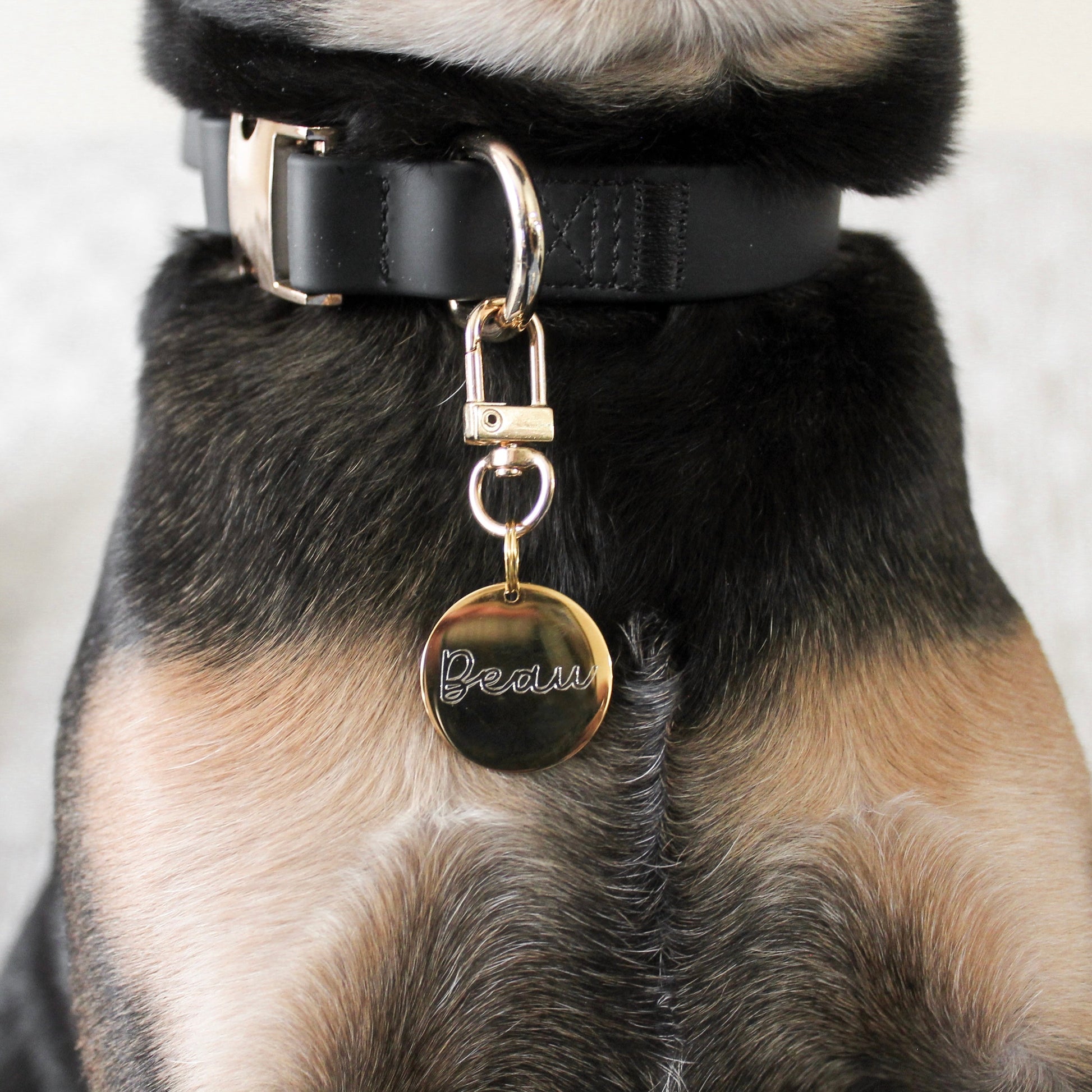 Dog collar with a gold tag on a dog's neck