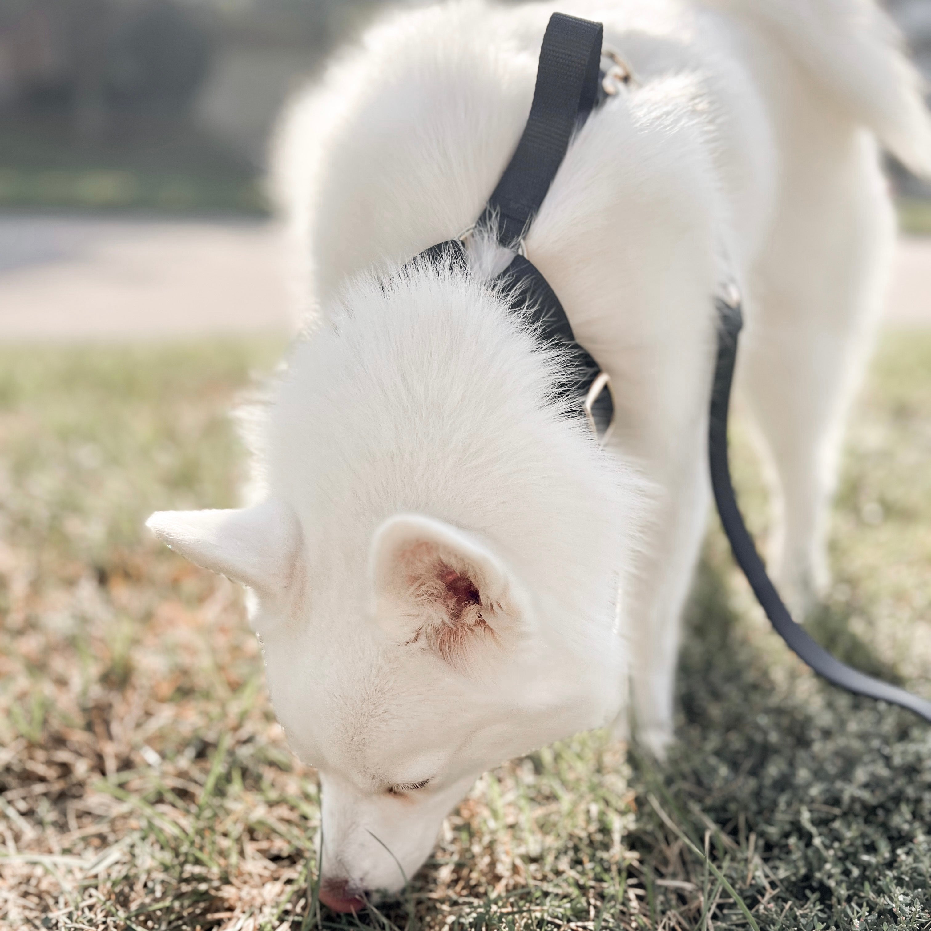 White dog with black markings on grass