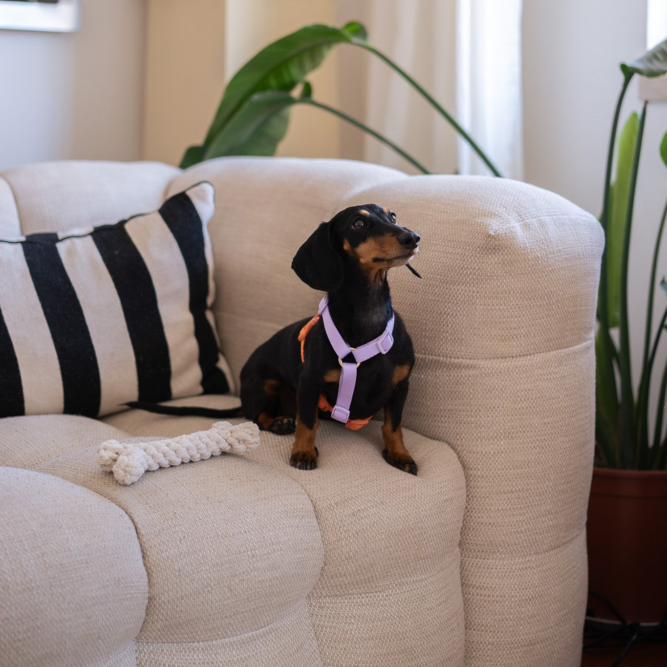 FURLOU Lavender and Terracotta Dog Harness worn by a dog, view 3