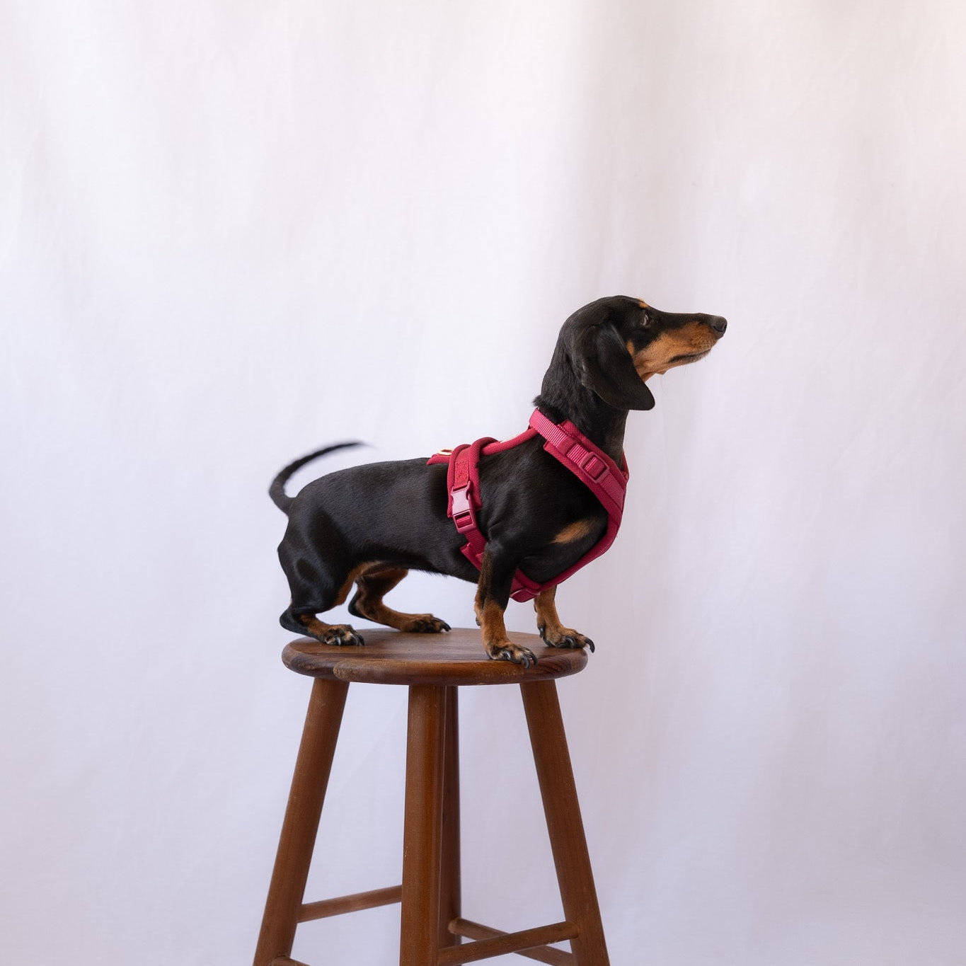 FURLOU Bordeaux Comfort Dog Harness worn by a dog, view 3