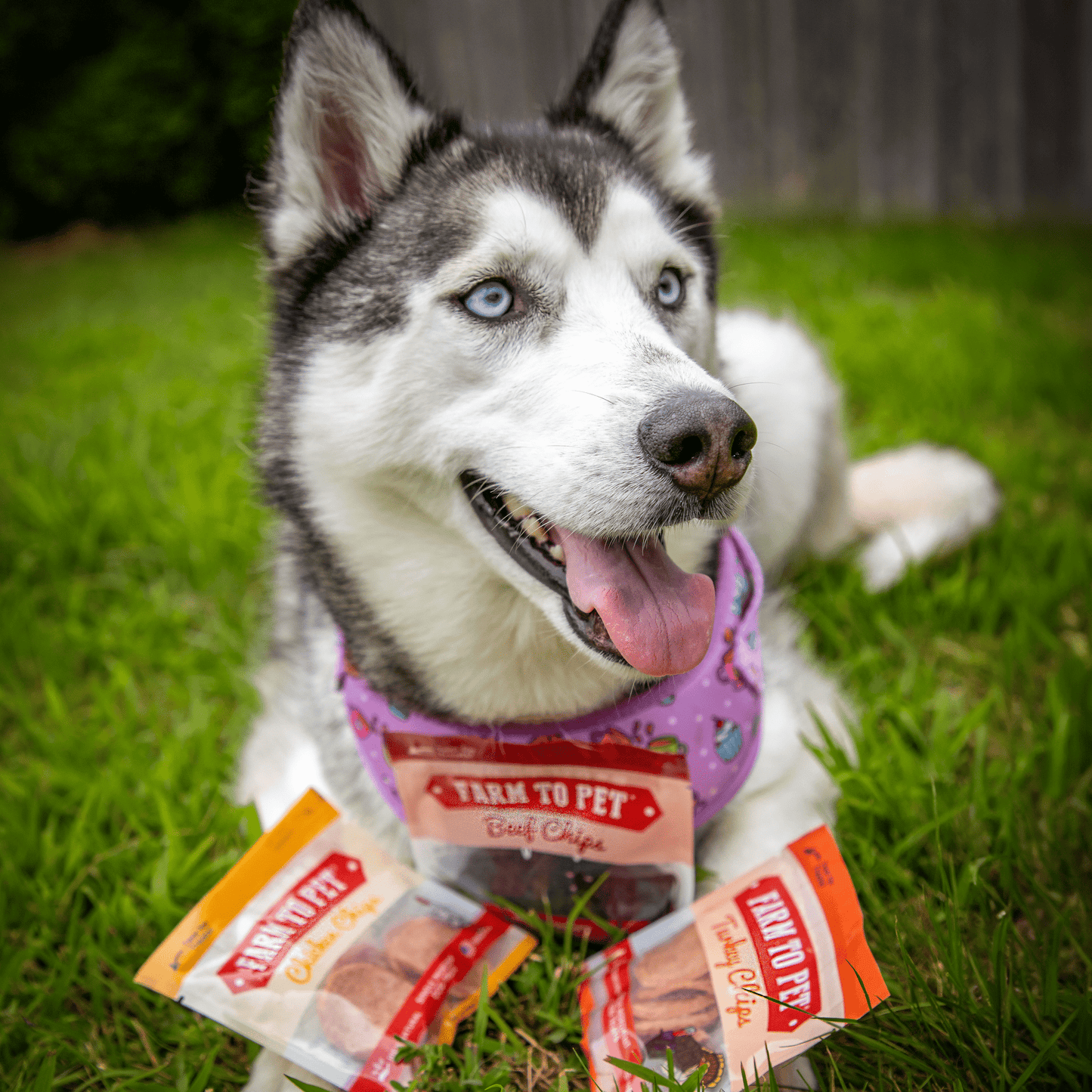 Farm To Pet Snack Pack Sampler – Beef Chicken Turkey Trio Snack Pack Training Treats