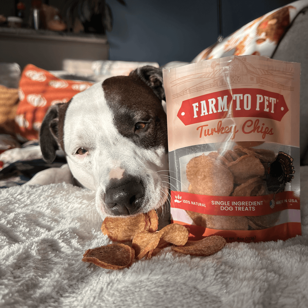 Dog with a bag of Farm to Pet Turkey Chips on a couch