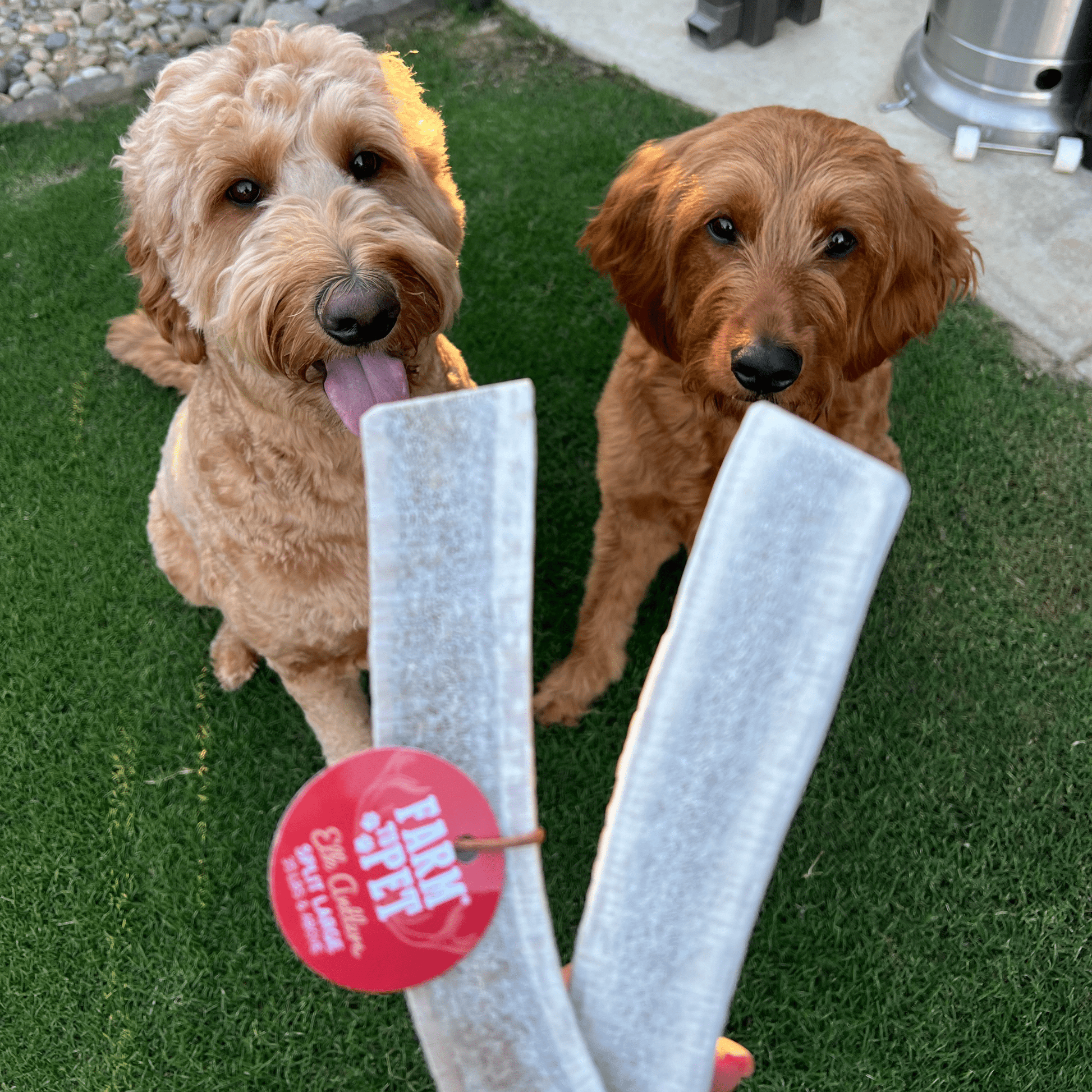 Two dogs with a chew toy on a grassy surface, featuring a 'Lamloo' brand tag.