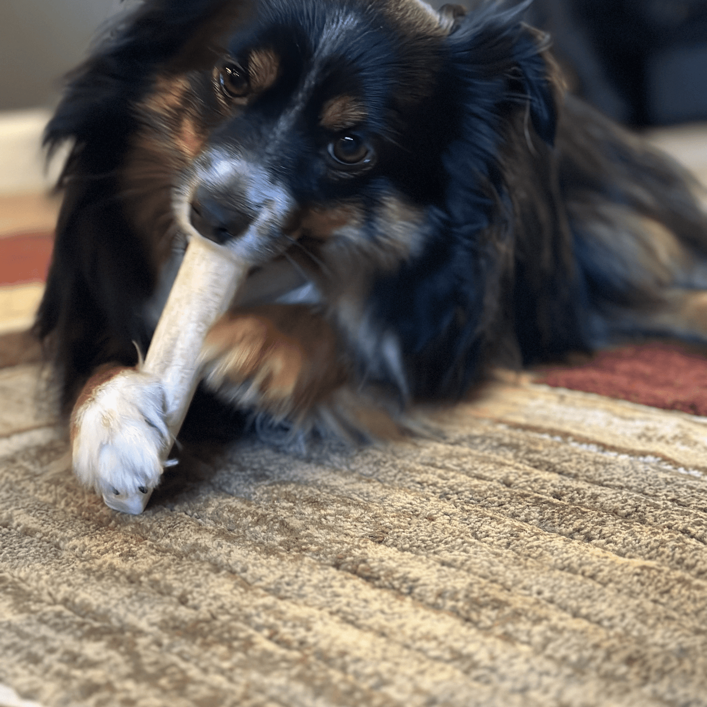 Farm To Pet Elk Antler Dog Chews – Whole Elk Antler Organic Dog Chews 6