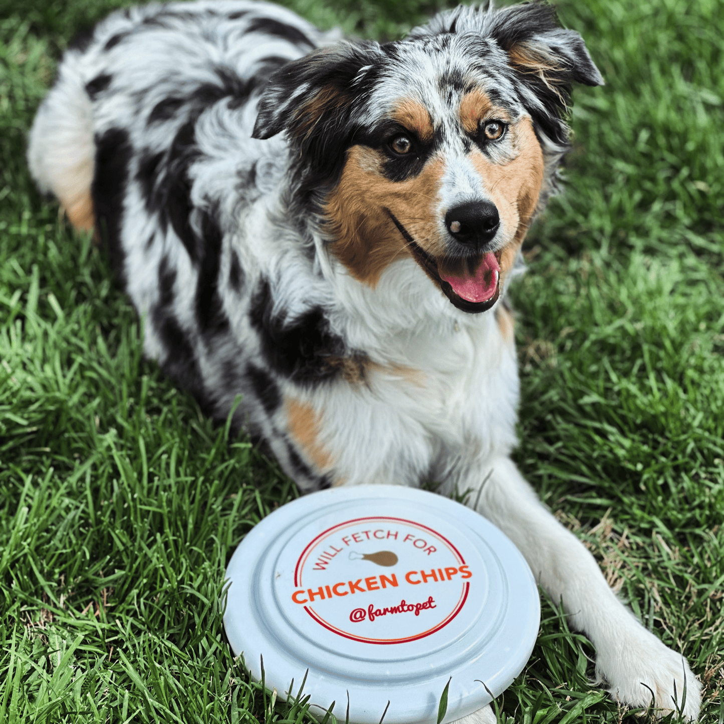 Will Fetch For Chicken Chips Dog Frisbee – will fetch for chicken chips frisbee 4