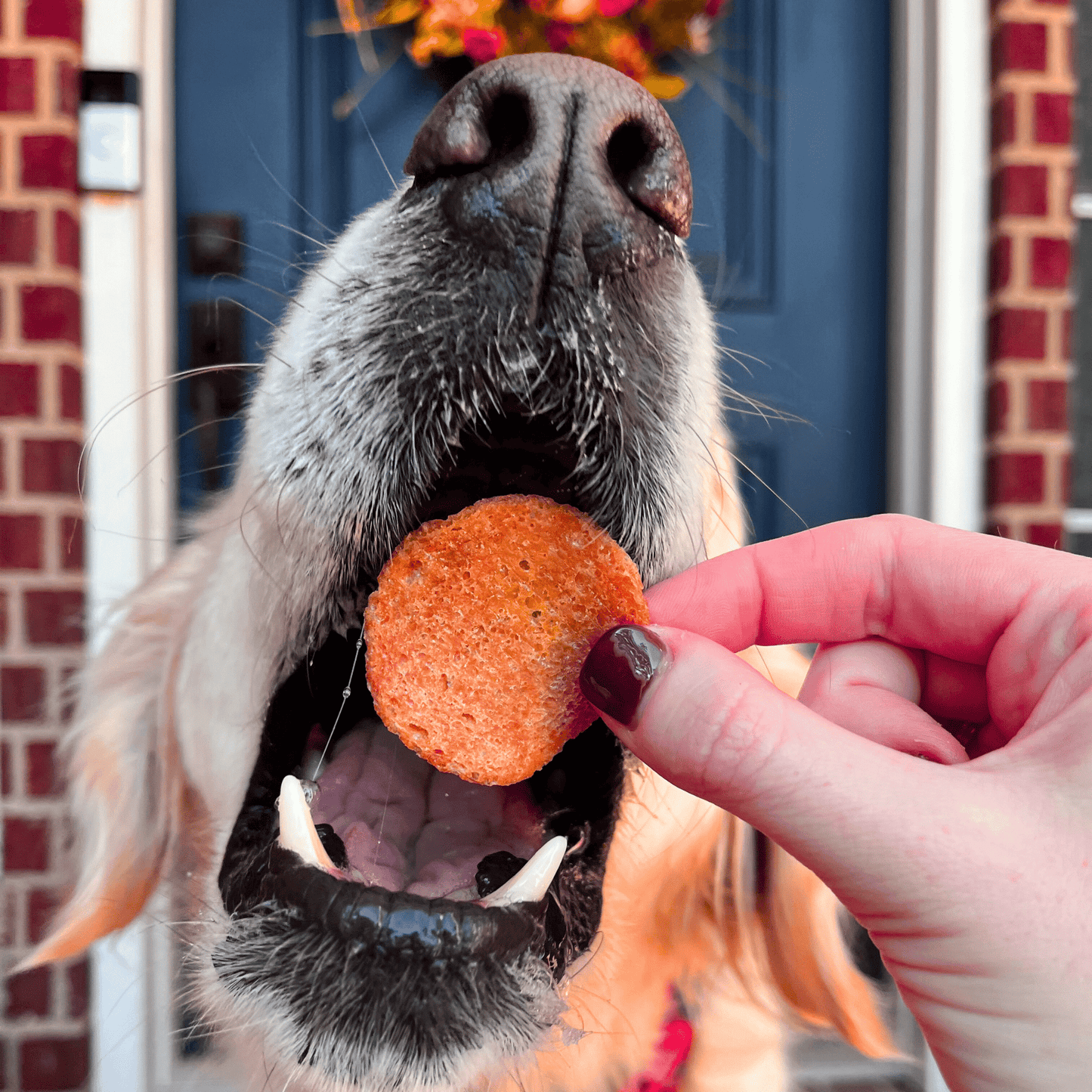 Dog eagerly waiting to be fed a treat by a person's hand in front of a door.