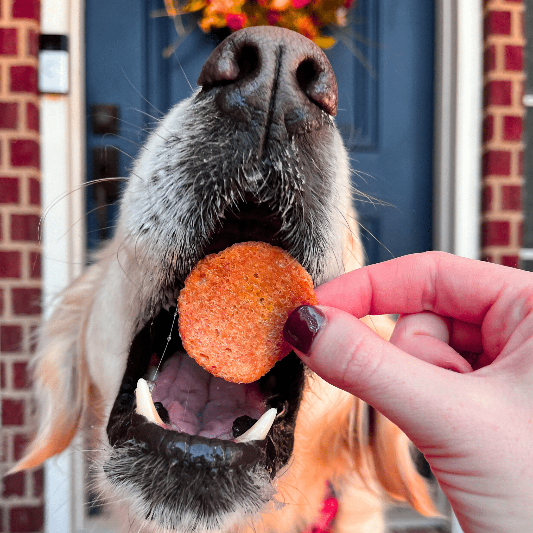 Dog eagerly waiting to be fed a treat by a person's hand in front of a door.