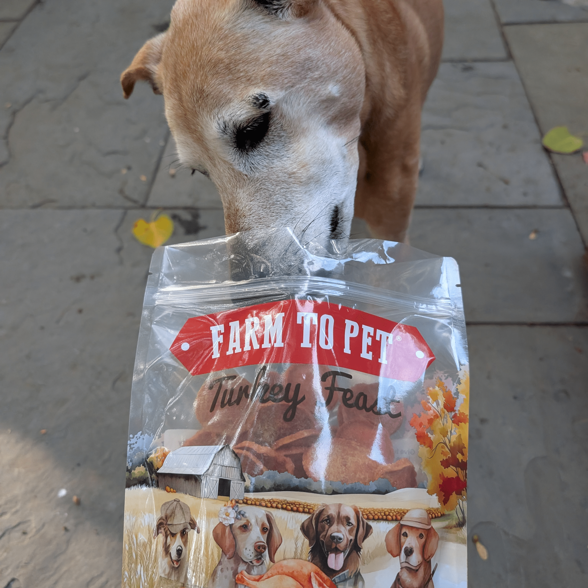 Dog sniffing a 'Farm to Pet Turkey Feast' pet food package on a pavement.