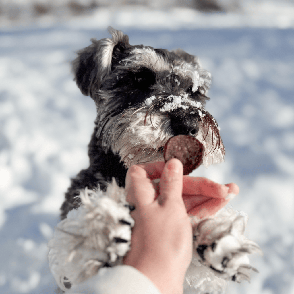 Dog in snow holding a cookie, with a hand offering more in a winter setting