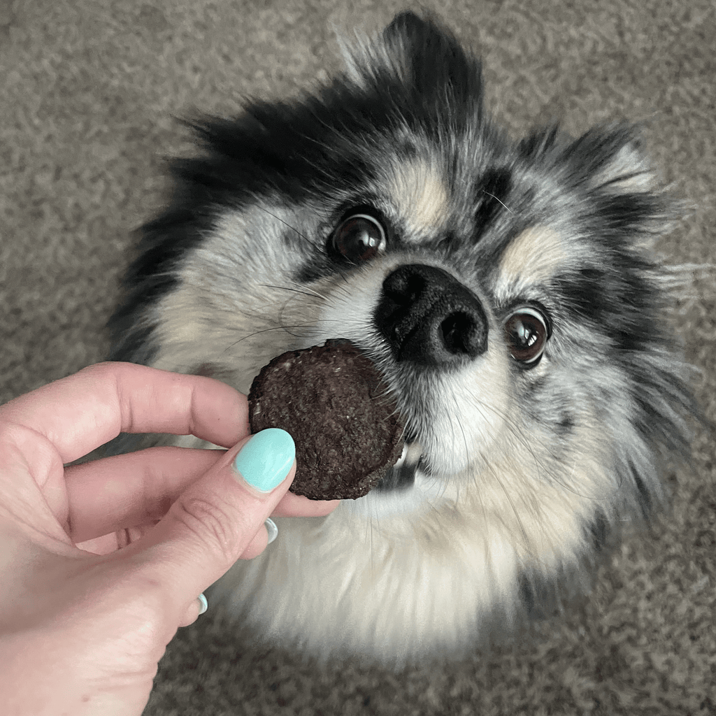 Dog sniffing a treat held by a person on a carpeted floor