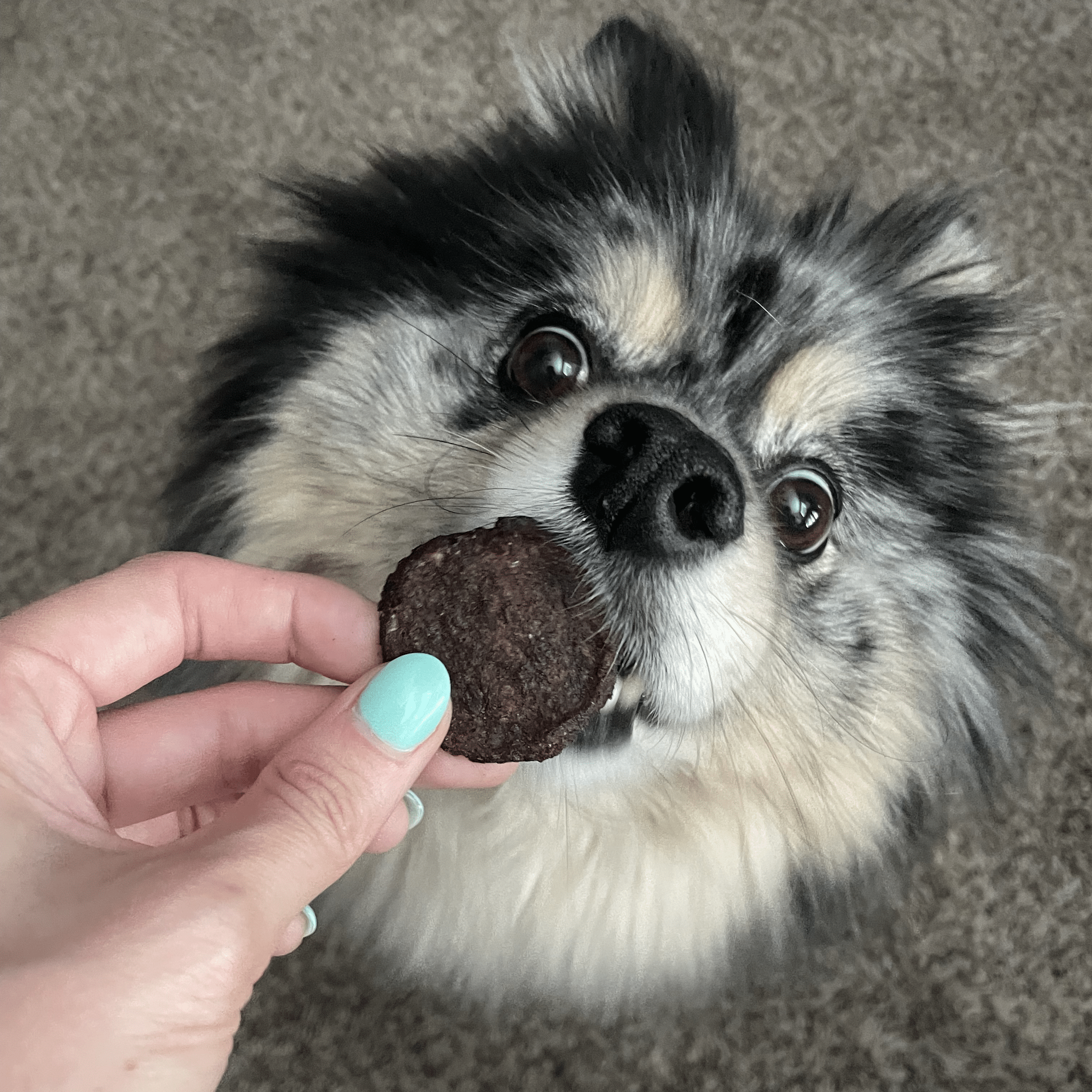 Dog sniffing a treat held by a person on a carpeted floor
