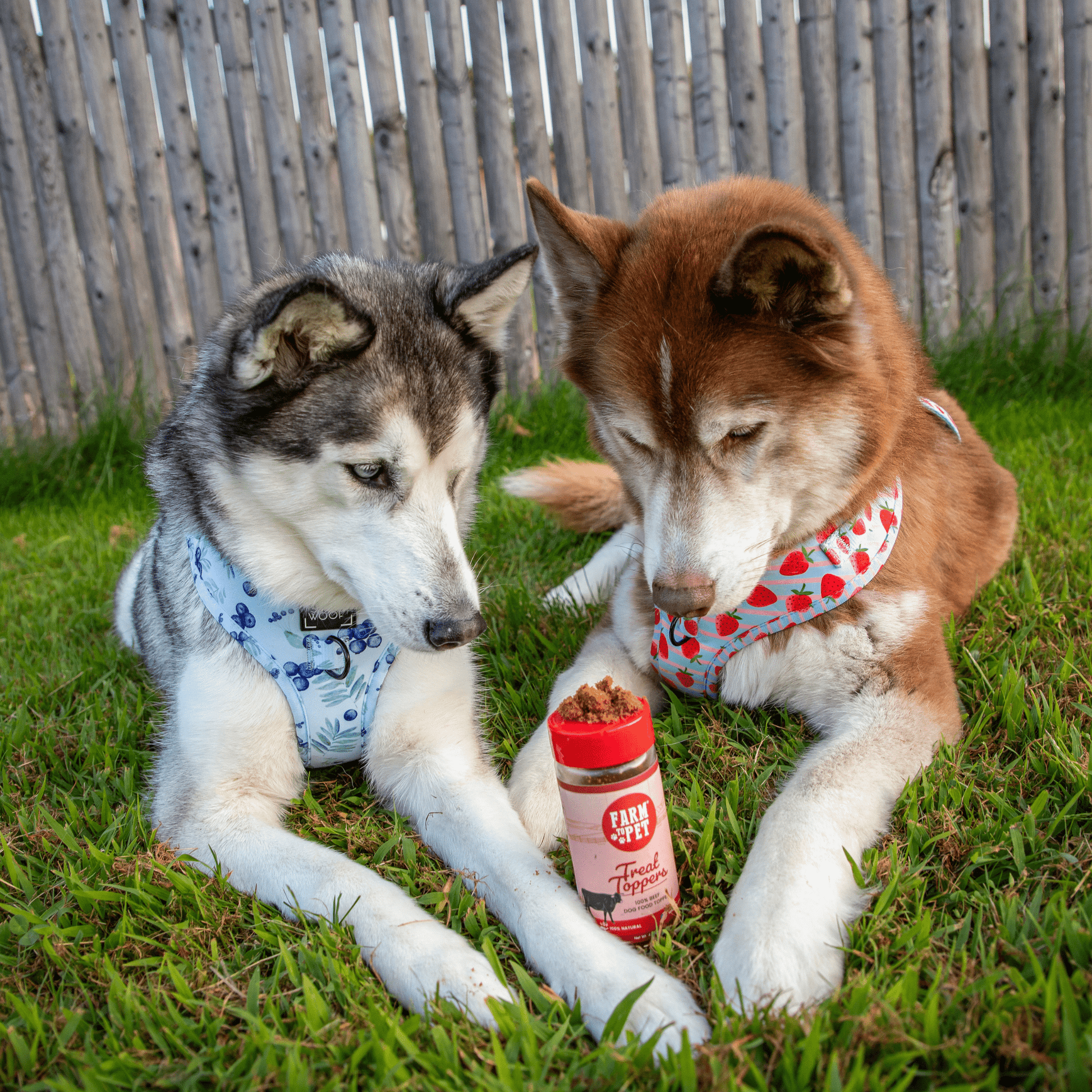 Farm To Pet Beef Treat Topper – Beef Treat Toppers Premium Dog Topper two dogs