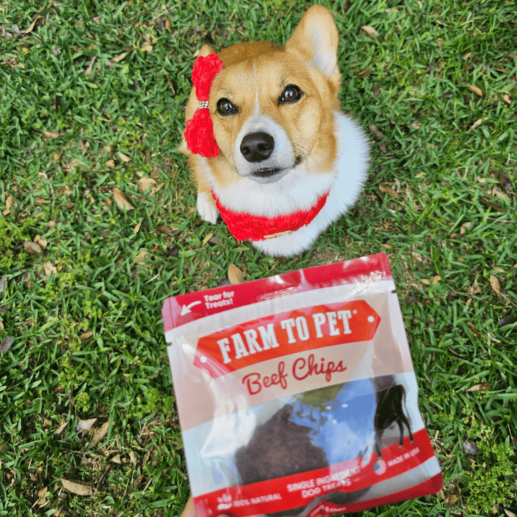 Dog wearing a red and white outfit holding a 'Farm to Pet' beef chips package on grass