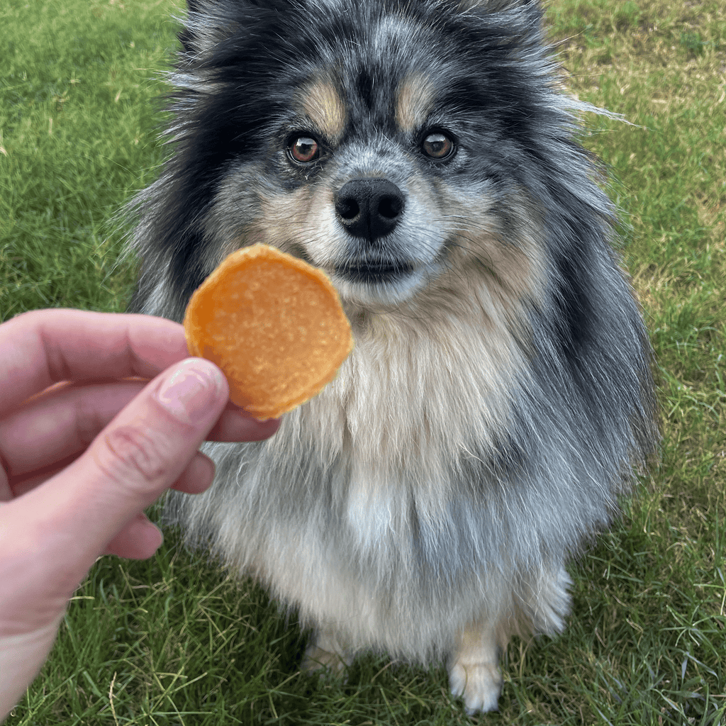 Dog looking at a treat held by a person outdoors on grass