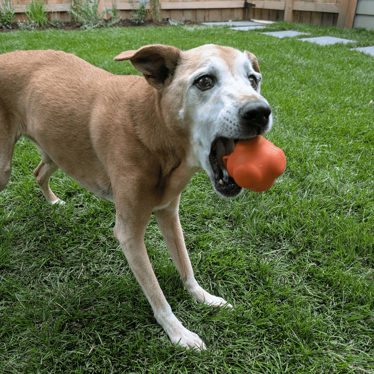 Dog playing with an orange ball on a grassy lawn