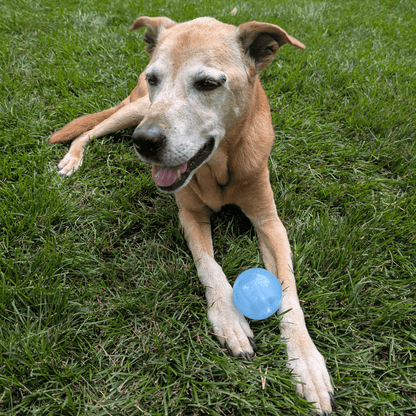SodaPup Dog Fetch Balls – Dog Fetch Ball Floating Strobe Ball Dog Playing