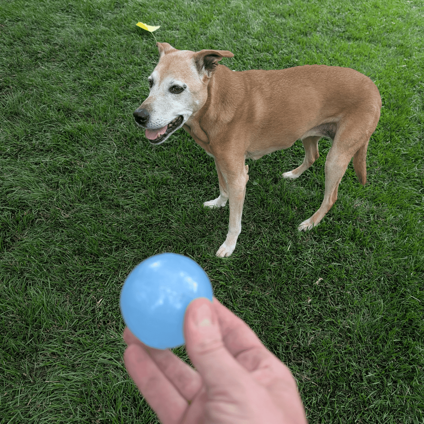 SodaPup Dog Fetch Balls – Dog Fetch Ball Floating Strobe Ball Dog Playing