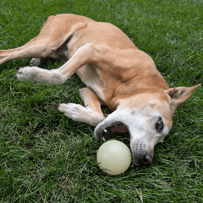 SodaPup Dog Fetch Balls – Dog Fetch Ball Glow In Dark Squeak Ball Dog Playing