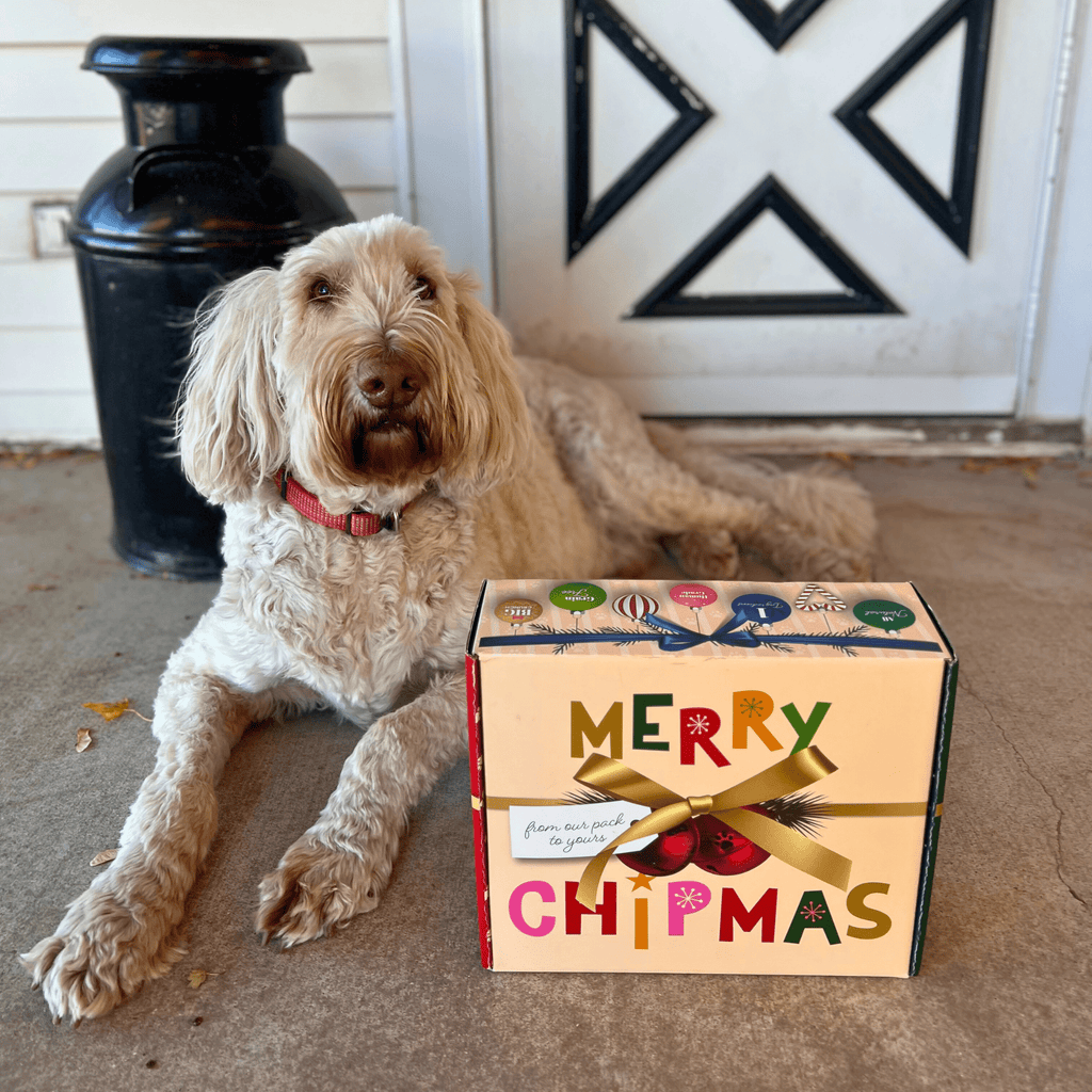 Dog sitting next to a 'Merry Chipmas' gift box on a porch.