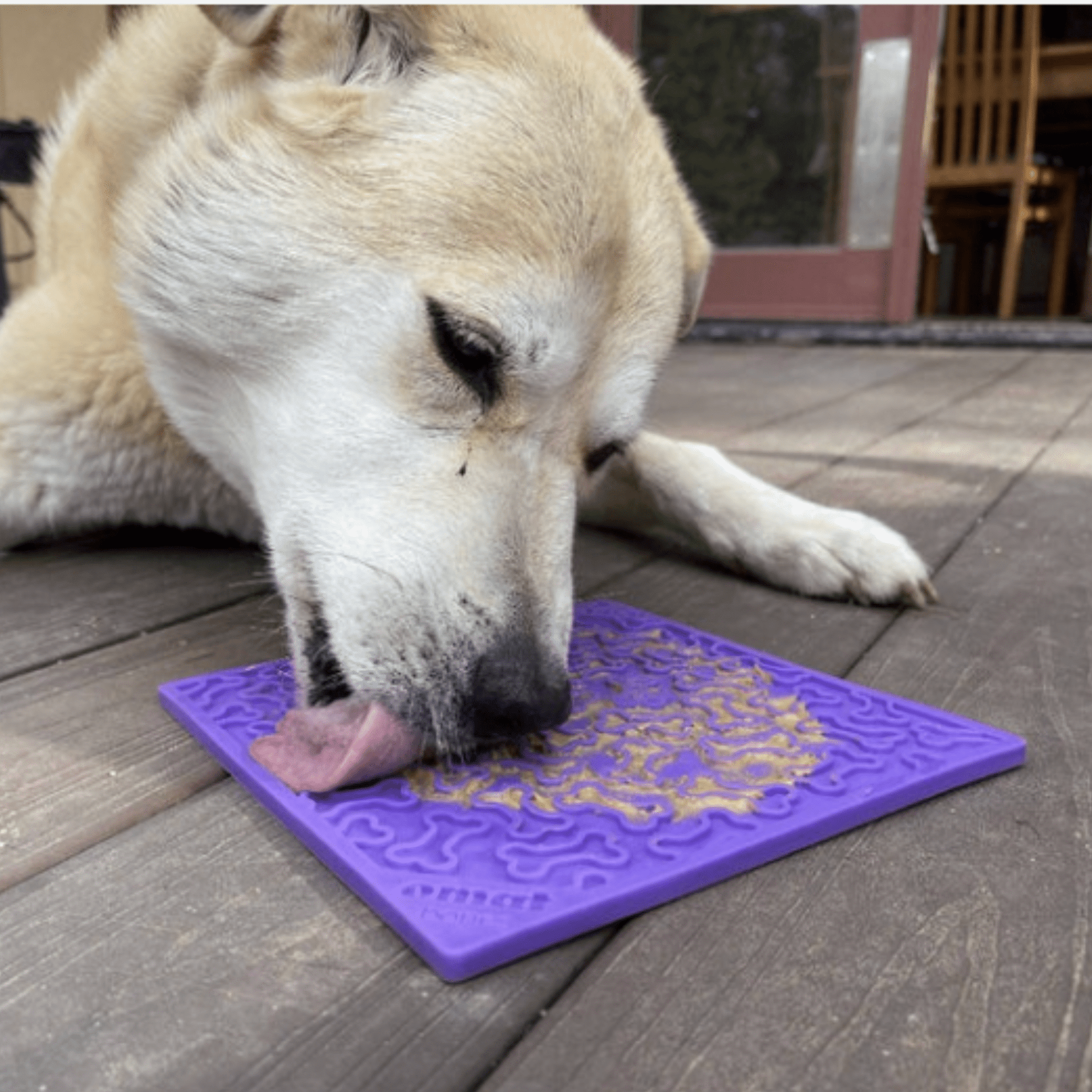 Dog sniffing a purple mat on a wooden deck