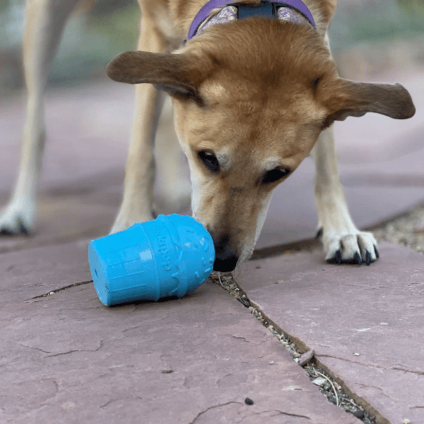 SodaPup Dog Treat Dispenser Toys – Dog Treat Dispenser Blue Ice Cream Dog Sniffing